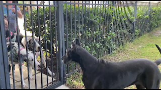 Florida Great Dane Is Happy To Greet Her Michigan Dog Friend Guests