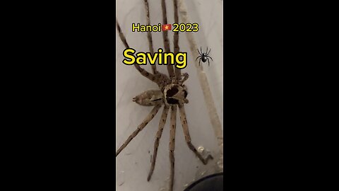 Saving a spider🇻🇳 #nhện #spider#baovedongvat #nhendoc#poision