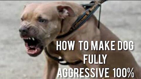 How To Make Dog Become Fully Aggressive With Few (5) Simple Tips