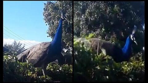 Hans the Wonder Dog vs Peacock