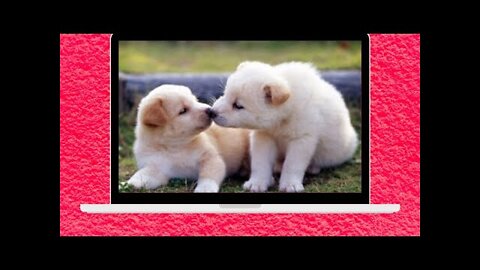 Cute And Funny Pet Videos Compilation 11 - Funny Dog Videos - Baby Dogs 8