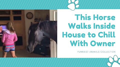 This Horse Walks Inside House to Chill With Owner