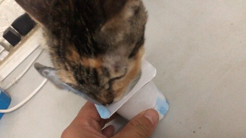 Cat eating yogurt