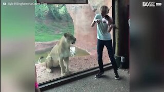 Violinista toca para feroz leoa num jardim zoológico