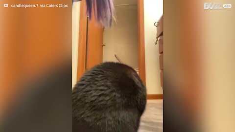 Avec des rubans adhésifs sur les pattes, ce chat danse comme Michael Jackson