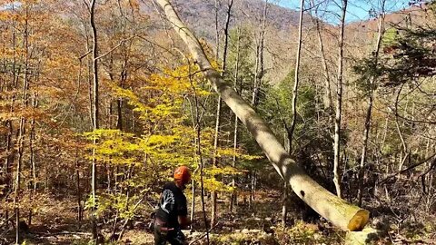 Rough Terrain Logging in Pennsylvania Forest!