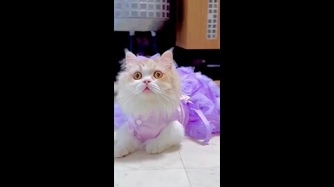 so pretty little cats video #cat#short