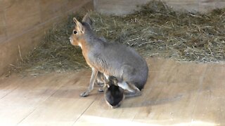 Patagonian Mara feeds the young