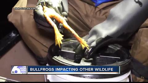 Idaho Fish and Game zapping invasive bullfrogs in north Idaho