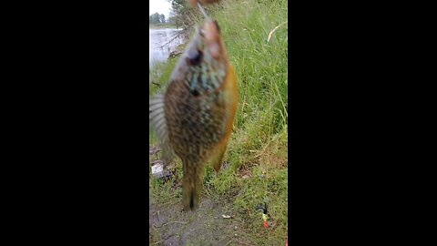 lil pumpkinseed sunfish