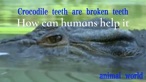 A crocodile's tooth cavity is full of broken teeth