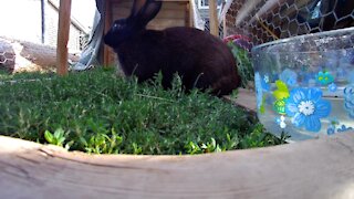 Rabbit named Chief enjoying the weather