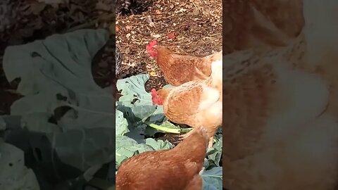 COMPOSTING MACHINES!! #permaculture #homesteading #farm #chickens #compost #organicgardening