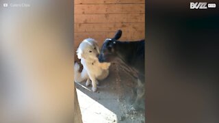 Un veau et un chien, meilleurs amis du monde