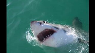 These sharks got stuck... in a river