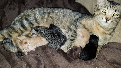 Mama Cat and her Newborn Kittens