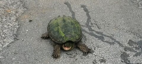 snapping turtle