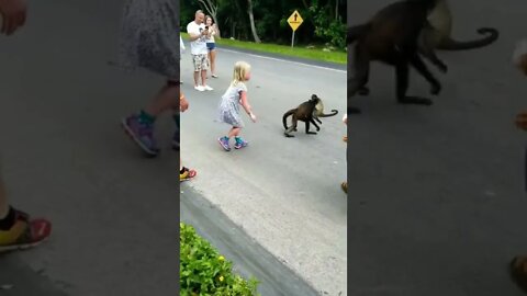 Macaquinhos Engraçados #shorts