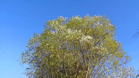 A Quiet Day with Birds Singing and Light Wind in the Green Forest - Sounds for Relaxation and Sleep