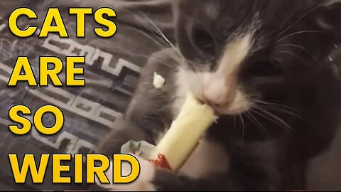 101 SUPER Weird Cats | AFV Funniest Cat Videos 2018