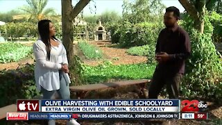 Brunchin with Bell olive harvesting with Edible Schoolyard