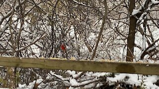 Cardinal male James Gardens Toronto