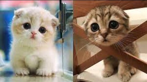 CAT IN REAL LIFE, Little Kitten My Favorite Cat, Cute Kitten