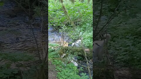 Sky is still getting used to crossing creeks on log bridges. #Akbash #SasquatchSchool