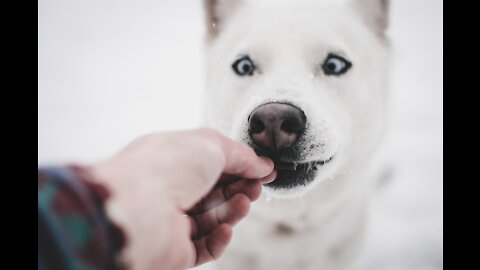 😍 Talking Husky Says I Love You😲 😍