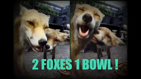 🦊2 #foxes 1 bowl - mother and daughter vixens have the BLUES + TALKING FOX !