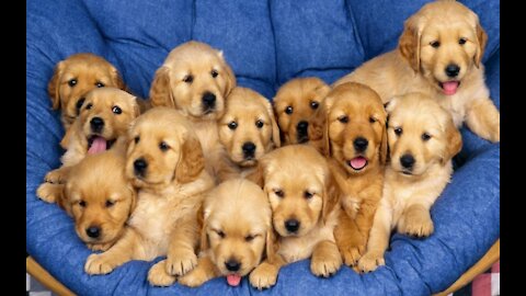 John Cullen's Puppies...