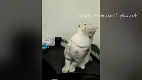 Funny_Dogs_And_Cats_Videos_2023_😅_-_Best_Funniest_Animal_Videos_Of_The_Month_🥰👌_#1(720p)