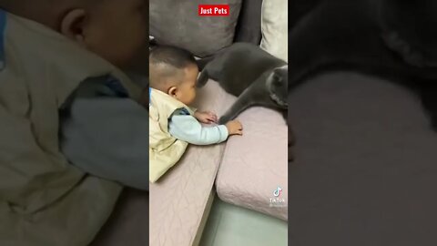 Someone stop this child - Funny Cat reaction #shorts try not to laugh funny videos