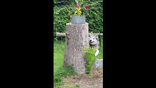 Hilarious Husky Dog Enjoys His Squirrel Patrol Exercise Program