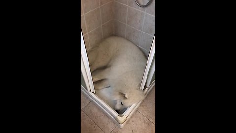 Overheated Samoyed decides to sleep in the shower