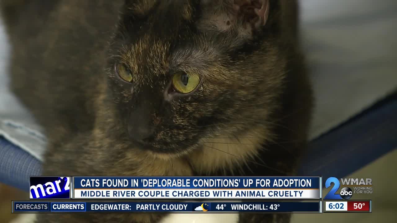 20 cats found in deplorable conditions in Middle River up for adoption