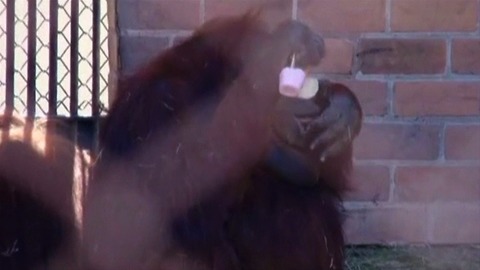 Icy Treats Delight Animals In Rio