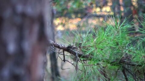 Arkansas Deer Hunting - Muzzleloader Opening Day 2022-12