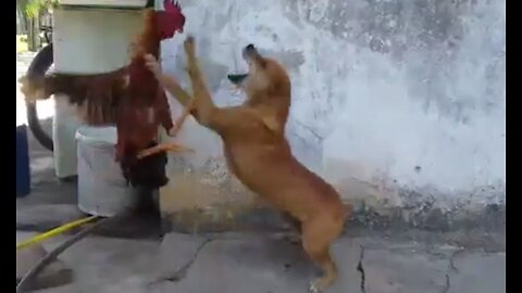 Chicken VS Dog Fight - Funny Dog Fight Videos