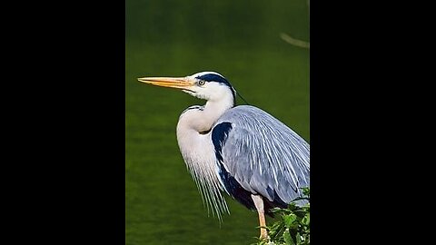 Grey heron Lift off