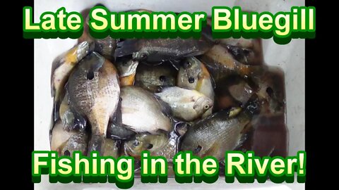 Late Summer Bluegill fishing on the River! Wearin' em out!