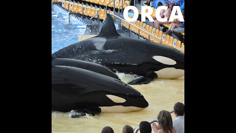 Amazing Orca Dolphins Leap from the Water