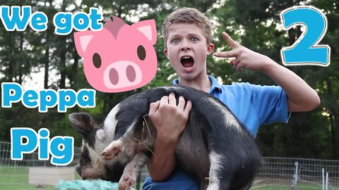 Kune Kune//George gets a Wife//Peppa Pig