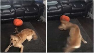 Cão imita Furacão Ophelia na sala de estar