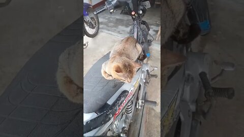 Hiburandulu#shortvideo #countrycat #teman kucing merah#viral