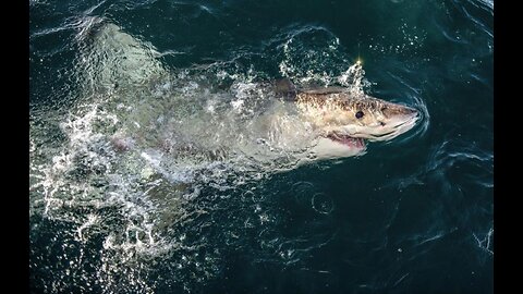 Man Working on Bridge Devoured by Shark