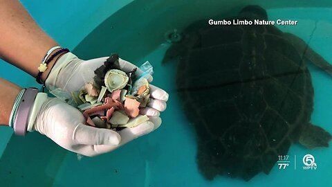 Turtle passes 100 pieces of plastic while recovering from surgery