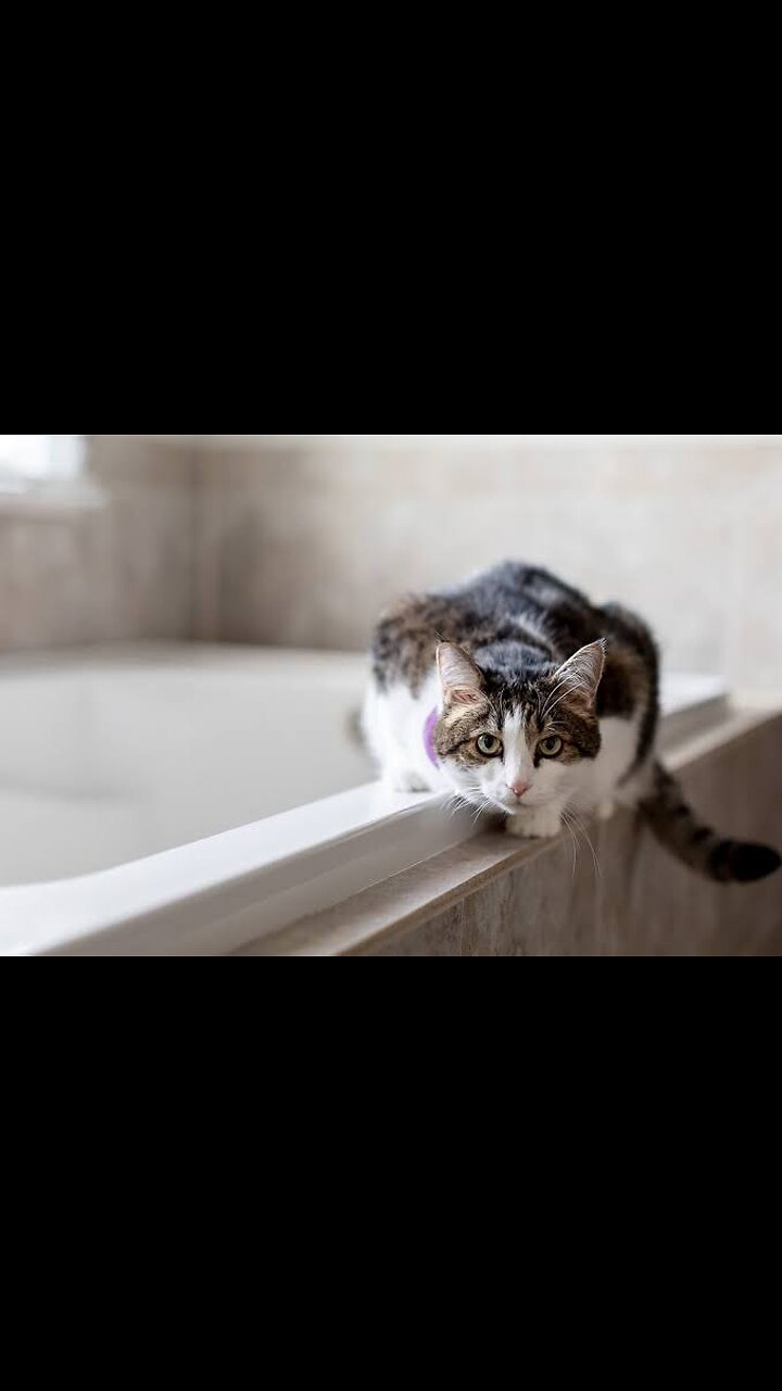 When your cat doesn’t like taking a bath