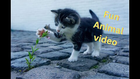 Funny jumping animal video