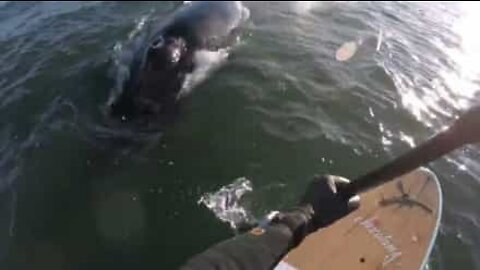 Une rencontre inattendue avec une baleine à bosse dans le New Jersey